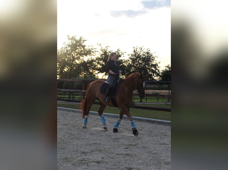 Hannover Castrone 15 Anni 167 cm Sauro in Langwedel