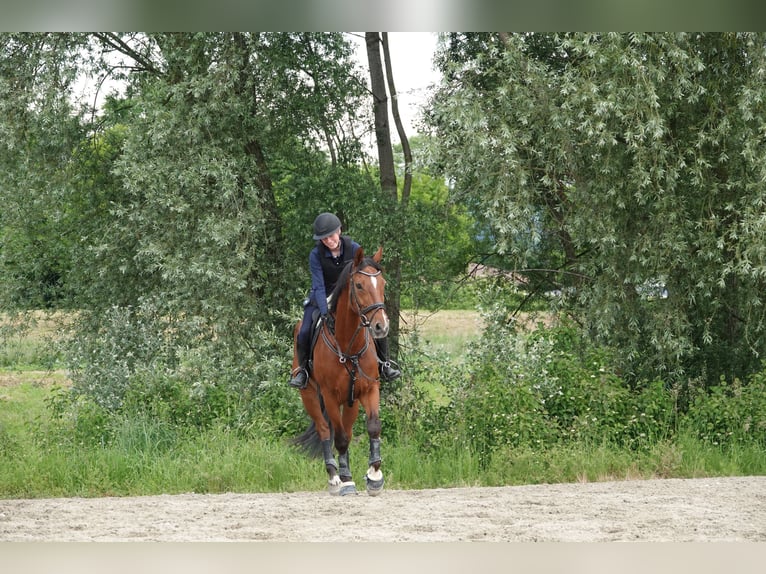 Hannover Castrone 15 Anni 168 cm Baio in Rengg