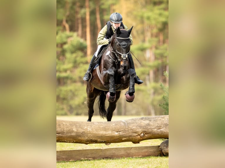 Hannover Castrone 15 Anni 168 cm Morello in Luhmühlen