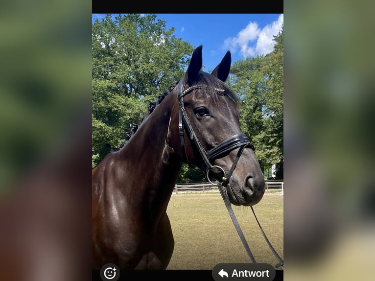 Hannover Castrone 15 Anni 168 cm Morello in Meppen