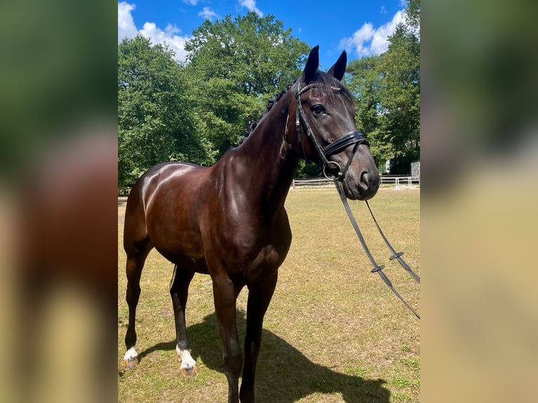 Hannover Castrone 15 Anni 168 cm Morello in Meppen