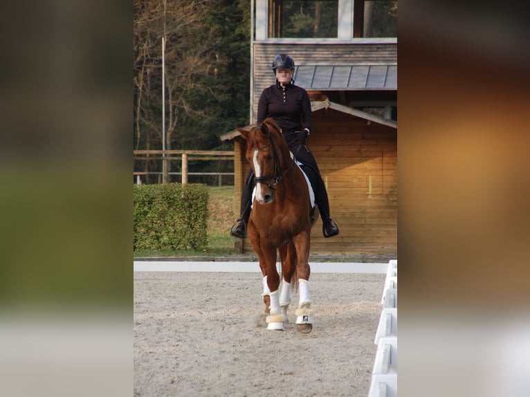 Hannover Castrone 15 Anni 168 cm Sauro in Uelsen