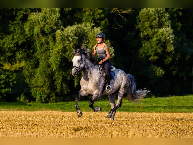 Hannover Castrone 15 Anni 170 cm Grigio in N&#xFC;rtingen