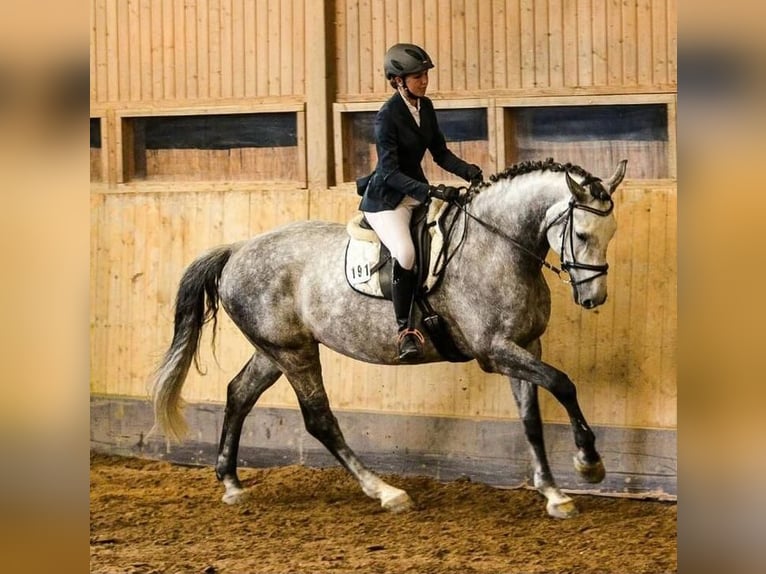 Hannover Castrone 15 Anni 170 cm Grigio in N&#xFC;rtingen