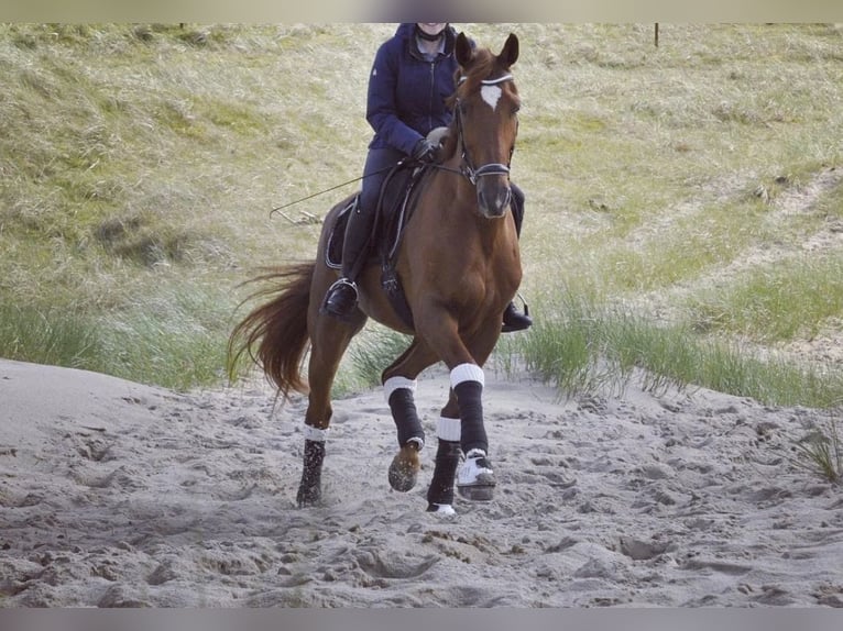 Hannover Castrone 15 Anni 170 cm Sauro scuro in Nordhorn