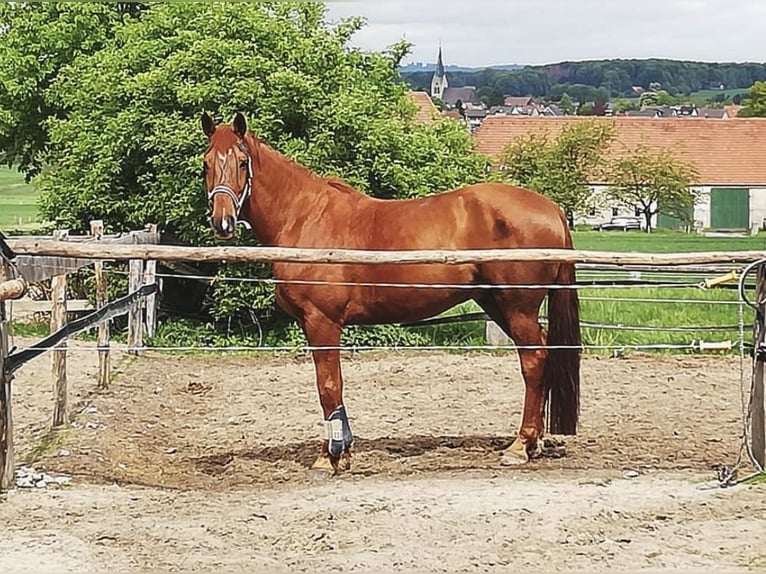 Hannover Castrone 15 Anni 170 cm Sauro scuro in Nordhorn