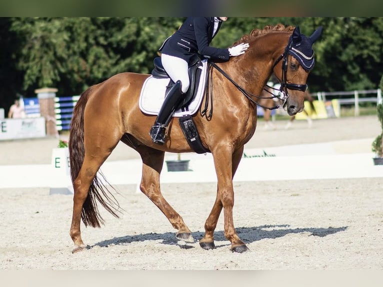 Hannover Castrone 15 Anni 170 cm Sauro scuro in Nordhorn
