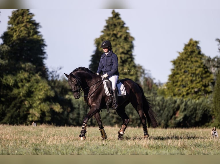 Hannover Castrone 15 Anni 172 cm Morello in Herselt