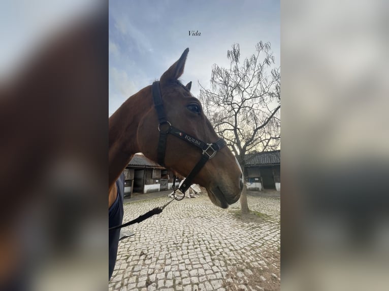 Hannover Castrone 15 Anni 173 cm Baio in Coimbra