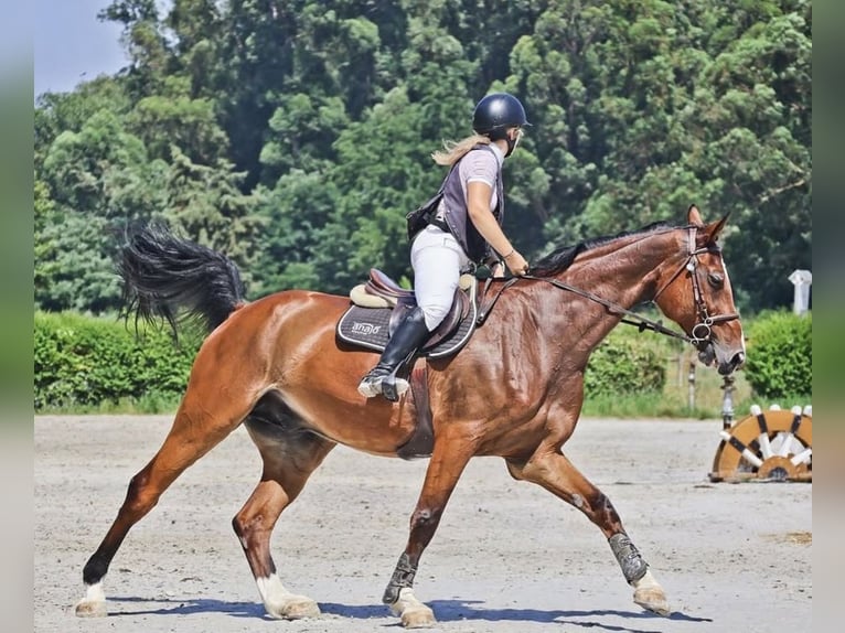 Hannover Castrone 15 Anni 173 cm Baio in Coimbra