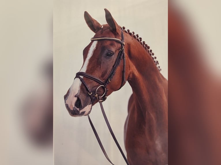 Hannover Castrone 15 Anni 173 cm Sauro in Hamburg Heimfeld