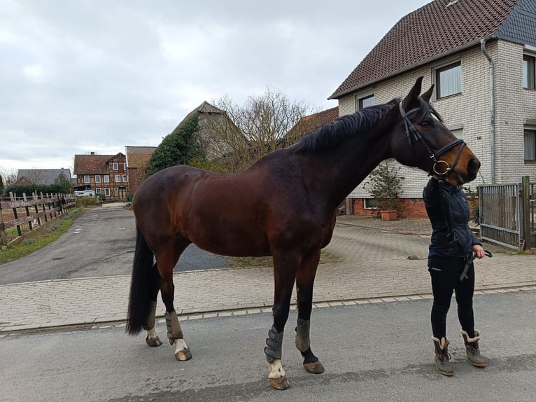 Hannover Castrone 15 Anni 174 cm Baio in Peine