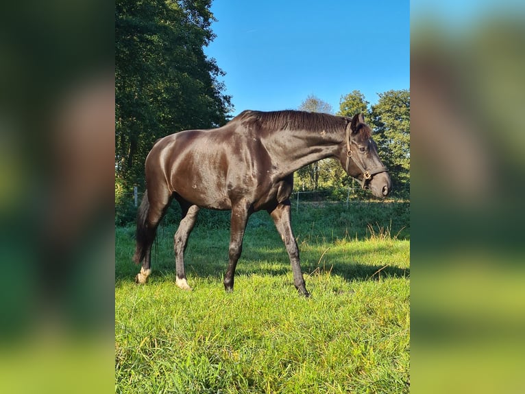 Hannover Castrone 15 Anni 174 cm Morello in Neetze
