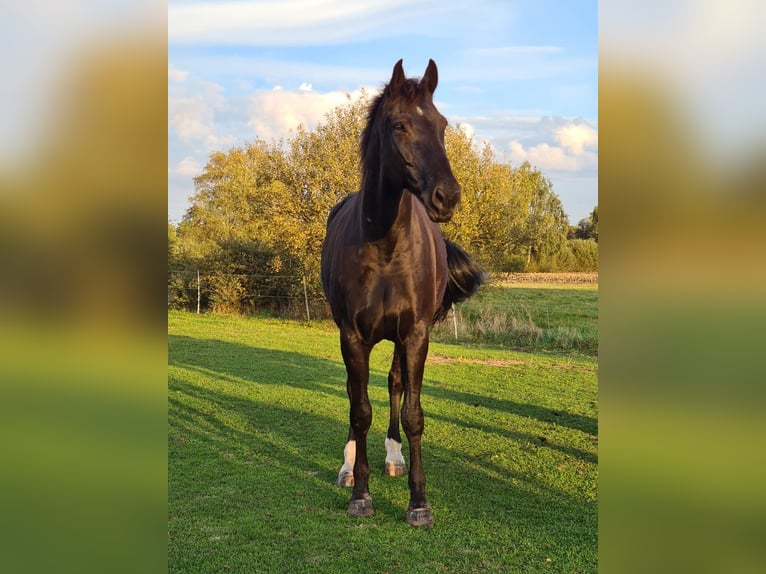 Hannover Castrone 15 Anni 174 cm Morello in Neetze