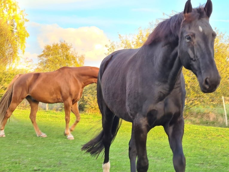 Hannover Castrone 15 Anni 174 cm Morello in Neetze