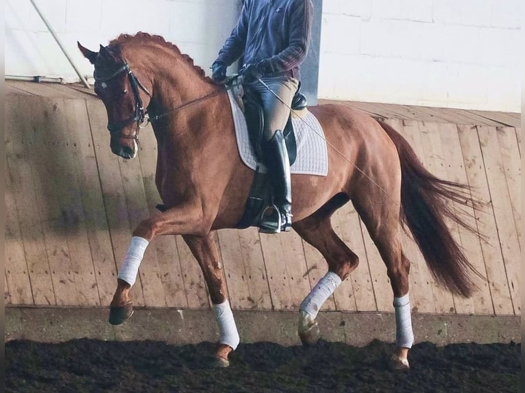 Hannover Castrone 15 Anni 175 cm Baio in Sittendorf