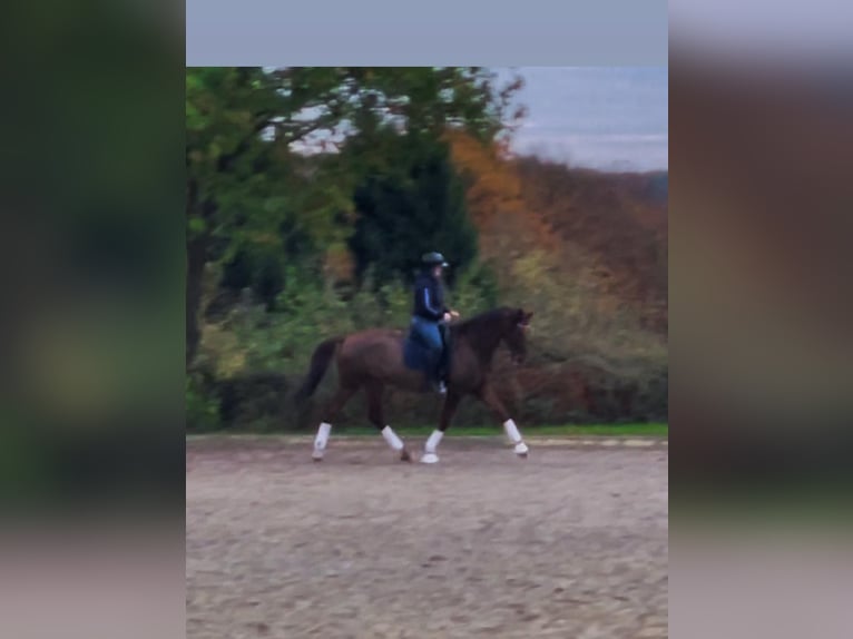 Hannover Castrone 15 Anni 175 cm Sauro in Lohmar