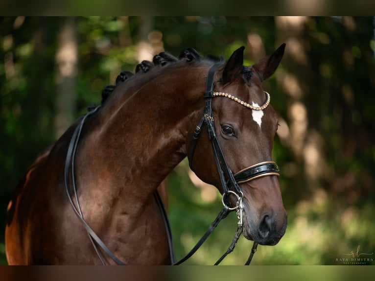 Hannover Castrone 15 Anni 176 cm Baio scuro in Wehringen