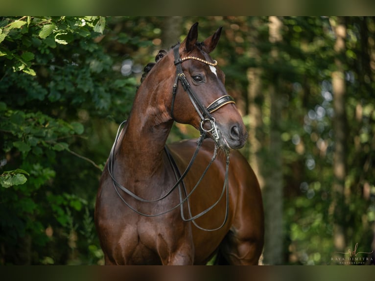 Hannover Castrone 15 Anni 176 cm Baio scuro in Wehringen