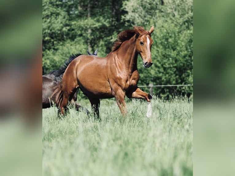 Hannover Castrone 15 Anni 178 cm Sauro in Krefeld