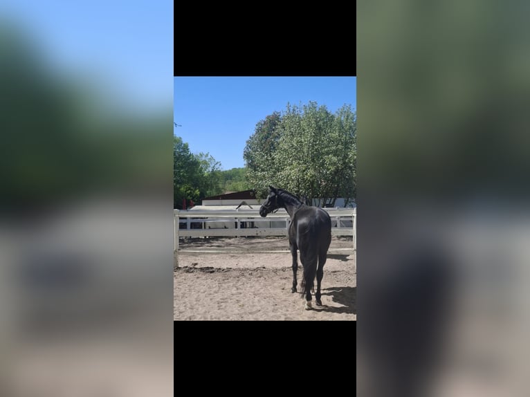 Hannover Castrone 15 Anni 180 cm Morello in Ittlingen