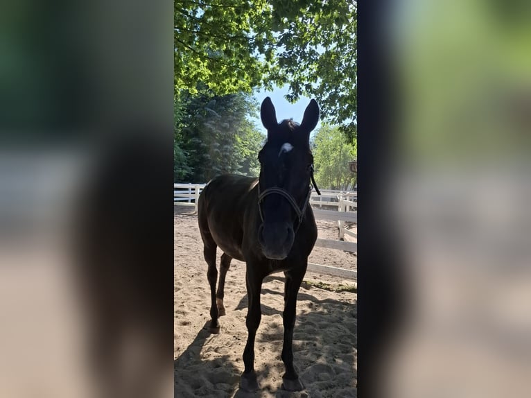 Hannover Castrone 15 Anni 180 cm Morello in Ittlingen