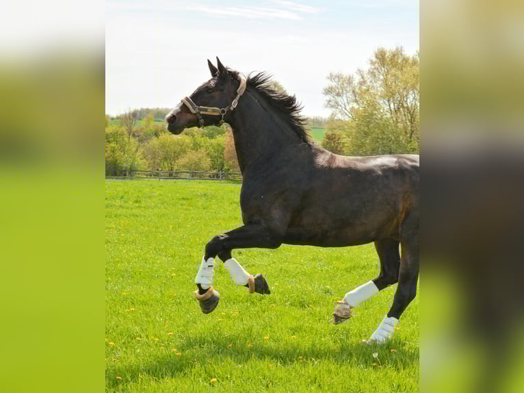 Hannover Castrone 15 Anni 181 cm Baio scuro in Erwitte