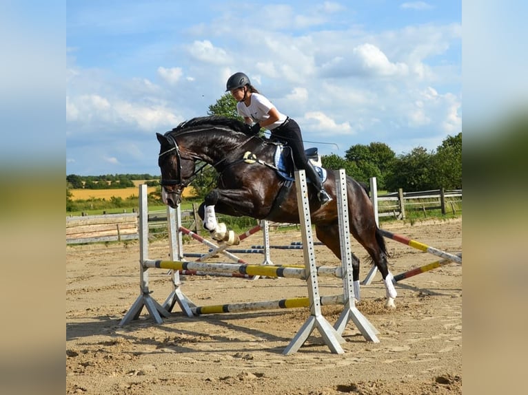 Hannover Castrone 15 Anni 181 cm Baio scuro in Erwitte