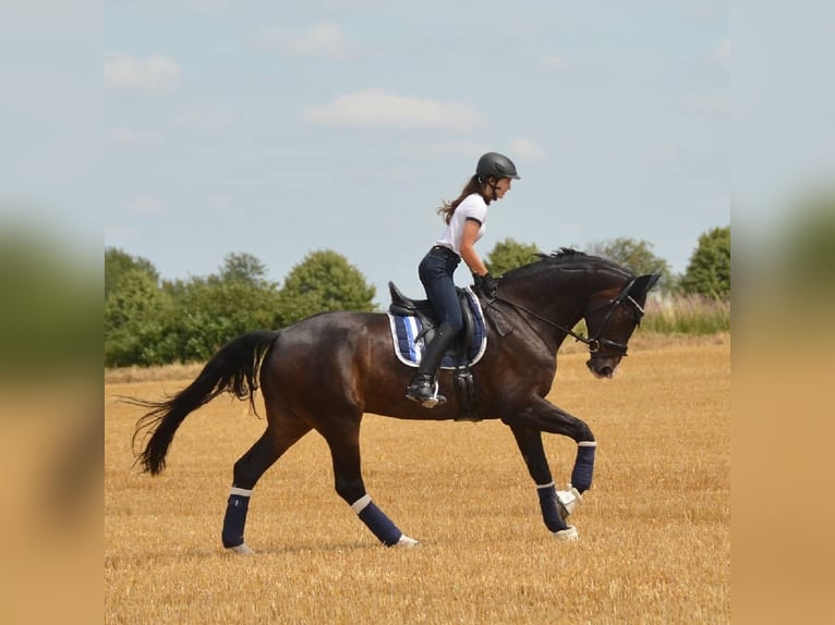 Hannover Castrone 15 Anni 181 cm Baio scuro in Erwitte