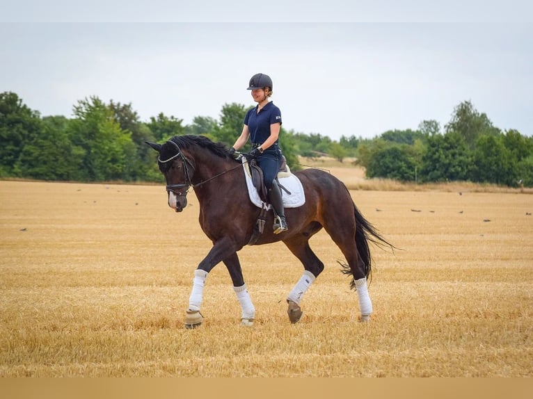Hannover Castrone 15 Anni 181 cm Baio scuro in Erwitte