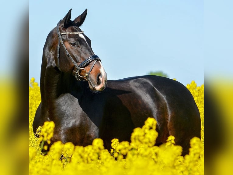 Hannover Castrone 15 Anni 181 cm Baio scuro in Erwitte