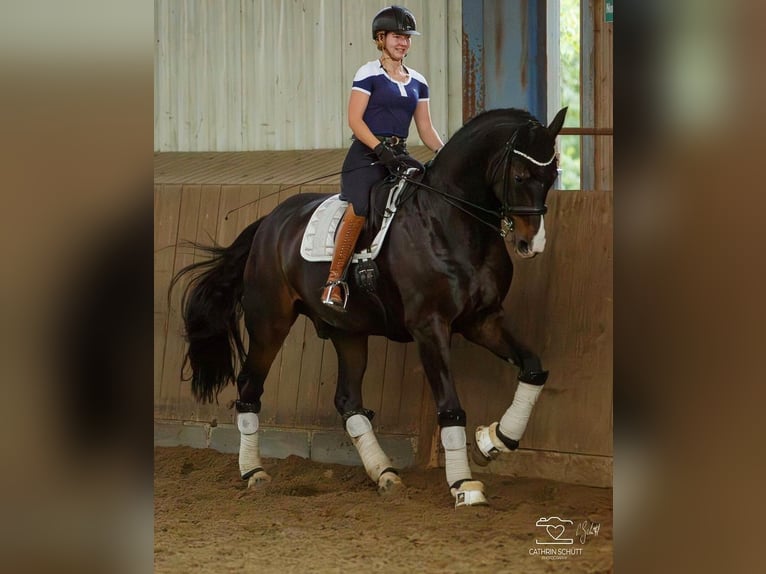 Hannover Castrone 15 Anni 181 cm Baio scuro in Erwitte
