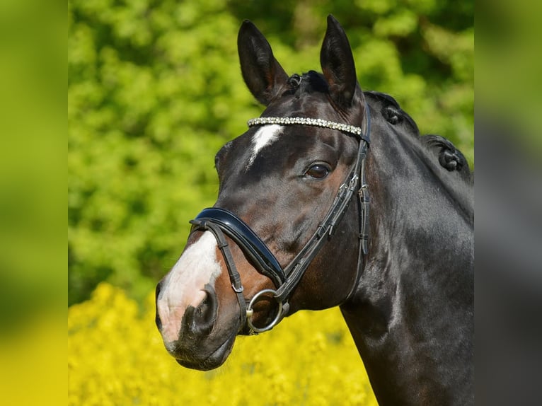 Hannover Castrone 15 Anni 181 cm Baio scuro in Erwitte