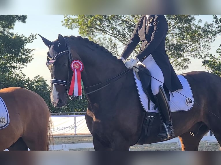 Hannover Castrone 15 Anni 181 cm Baio scuro in Erwitte
