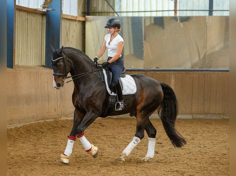 Hannover Castrone 15 Anni 181 cm Baio scuro in Erwitte