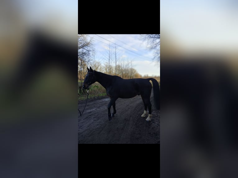 Hannover Mix Castrone 16 Anni 163 cm Baio scuro in Hannover