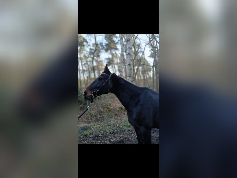 Hannover Mix Castrone 16 Anni 163 cm Baio scuro in Hannover