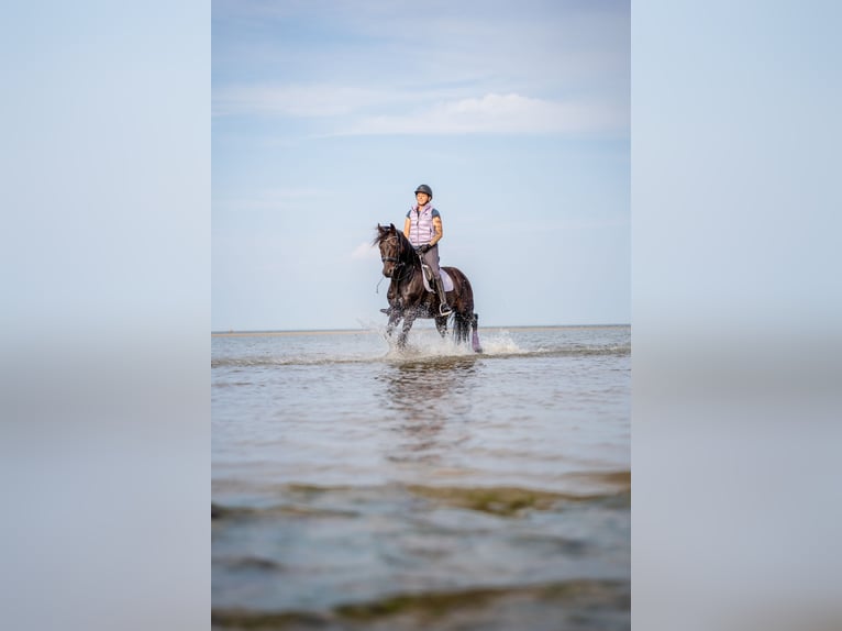 Hannover Castrone 16 Anni 165 cm Baio nero in Wangerooge