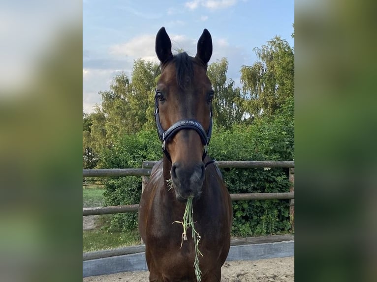 Hannover Castrone 16 Anni 166 cm Baio scuro in Blender