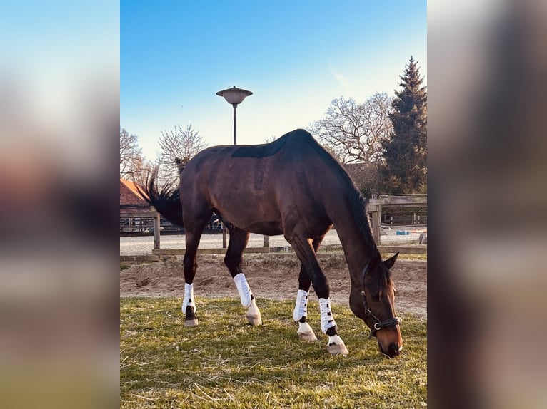 Hannover Castrone 16 Anni 166 cm Baio scuro in Blender