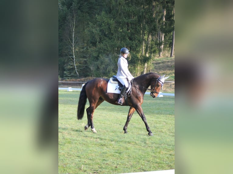 Hannover Castrone 16 Anni 167 cm Baio in Toppenstedt