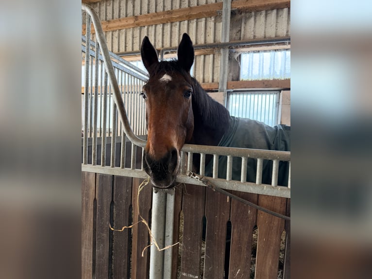 Hannover Castrone 16 Anni 167 cm Baio in Toppenstedt