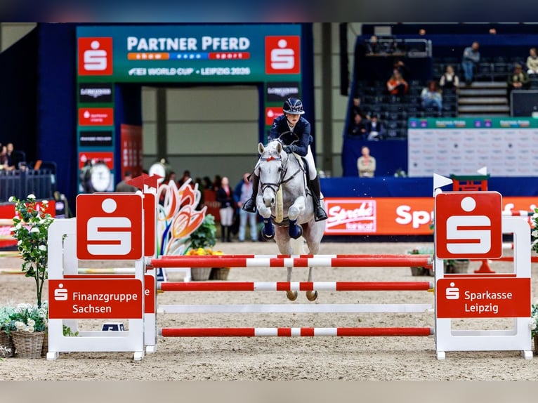 Hannover Castrone 16 Anni 167 cm Grigio in Chemnitz