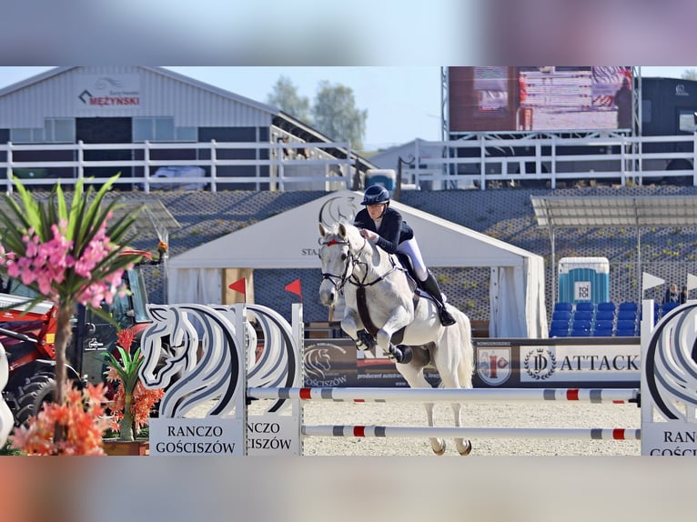 Hannover Castrone 16 Anni 167 cm Grigio in Chemnitz