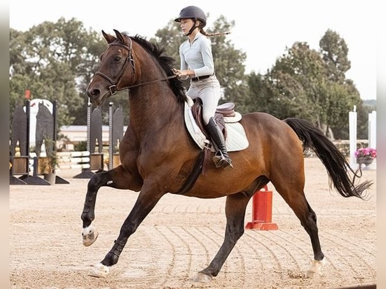 Hannover Castrone 16 Anni 168 cm Baio ciliegia in Cleburne