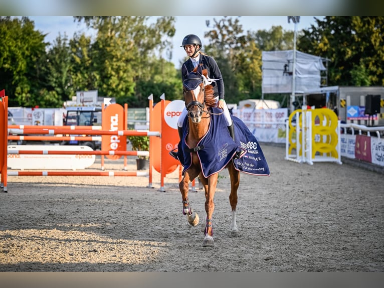 Hannover Castrone 16 Anni 168 cm Sauro in St Gallen