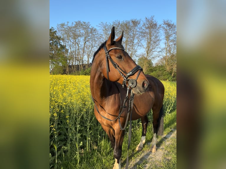 Hannover Castrone 16 Anni 170 cm Baio in Stavenhagen