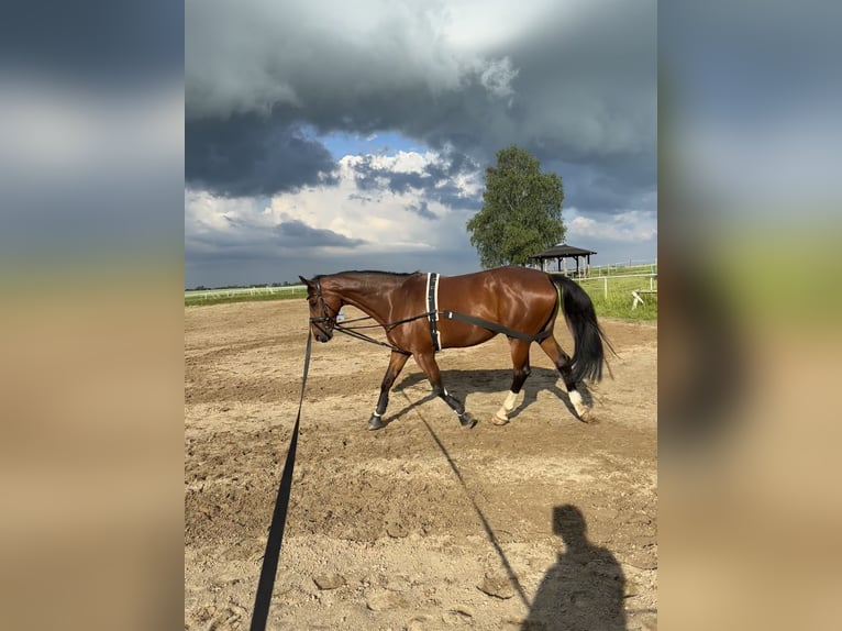 Hannover Castrone 16 Anni 170 cm Baio in Stavenhagen