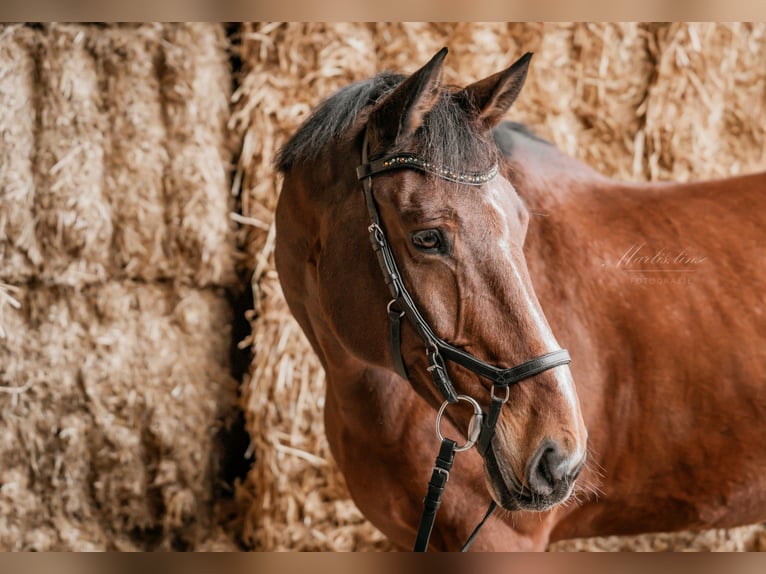 Hannover Castrone 16 Anni 170 cm Baio in Göggingen