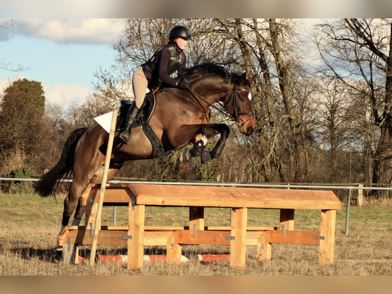 Hannover Castrone 16 Anni 170 cm Baio in Greifswald